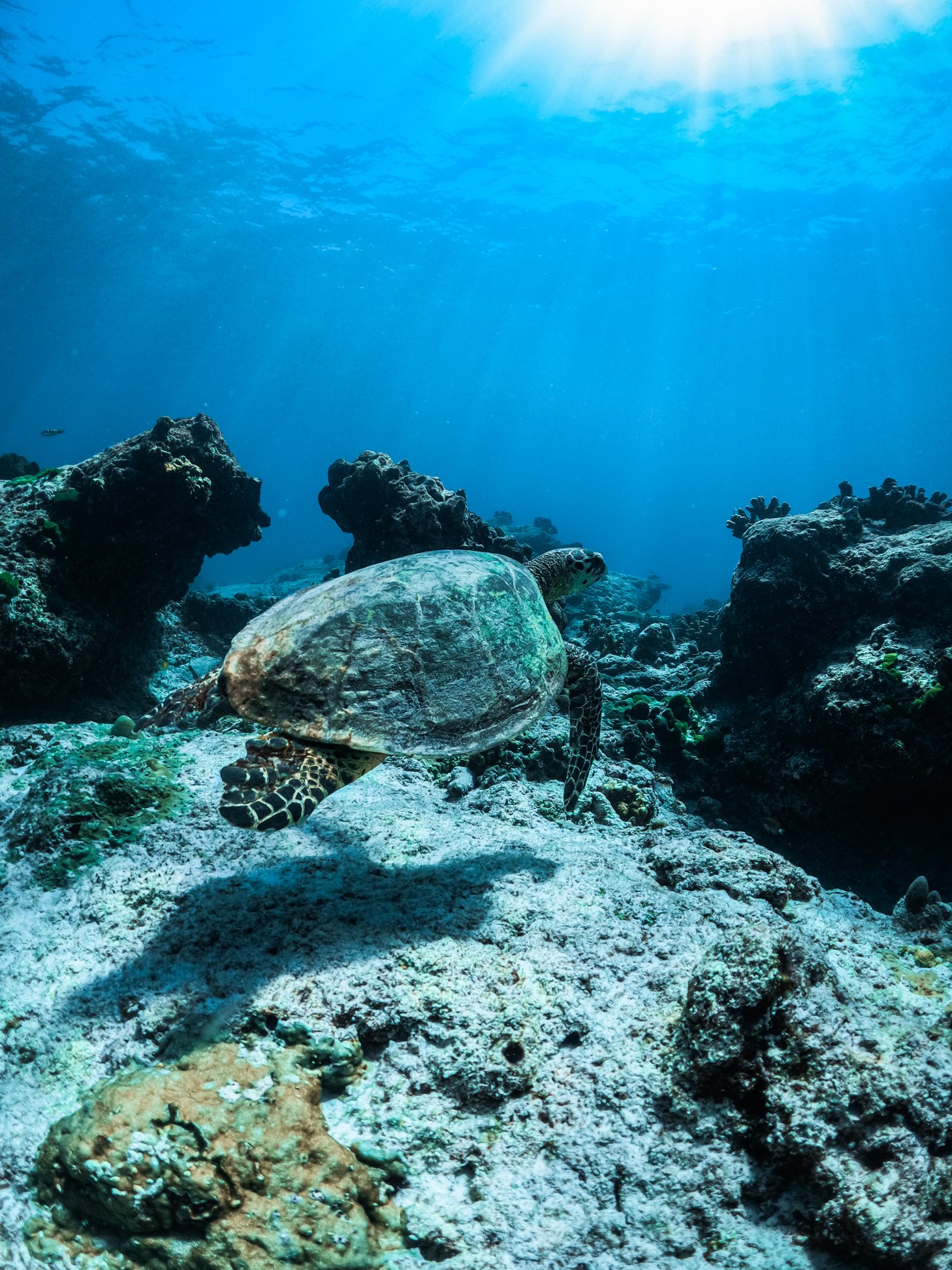 Similan Islands Day Tour (Speed boat) - 4