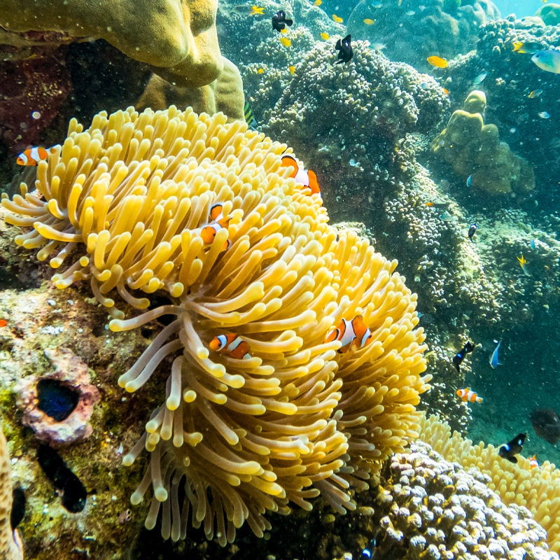 Surin Islands Day Tour - 4